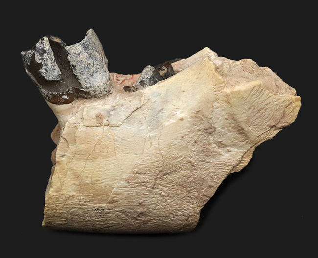 新生代の長期間、北米で大繁栄した小型のサイの仲間、ヒラコドン（Hyracodon）の顎付き歯化石（その1）