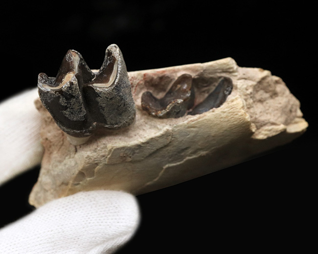 新生代の長期間、北米で大繁栄した小型のサイの仲間、ヒラコドン（Hyracodon）の顎付き歯化石（その2）