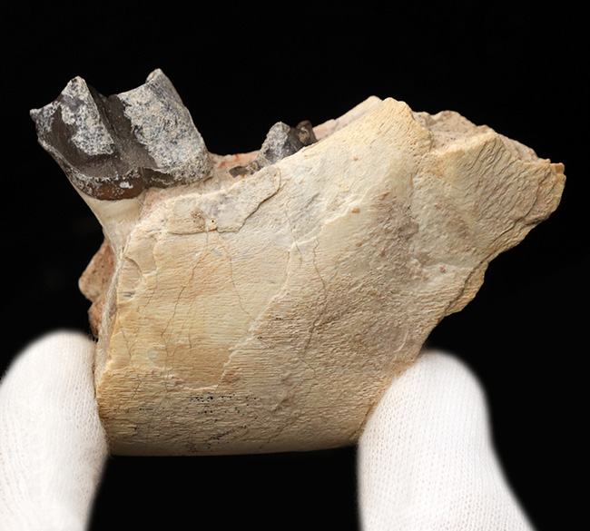 新生代の長期間、北米で大繁栄した小型のサイの仲間、ヒラコドン（Hyracodon）の顎付き歯化石（その3）
