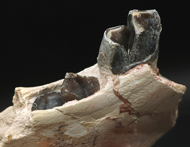 新生代の長期間、北米で大繁栄した小型のサイの仲間、ヒラコドン（Hyracodon）の顎付き歯化石（その4）