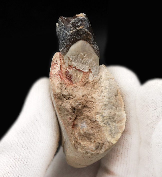 新生代の長期間、北米で大繁栄した小型のサイの仲間、ヒラコドン（Hyracodon）の顎付き歯化石（その5）