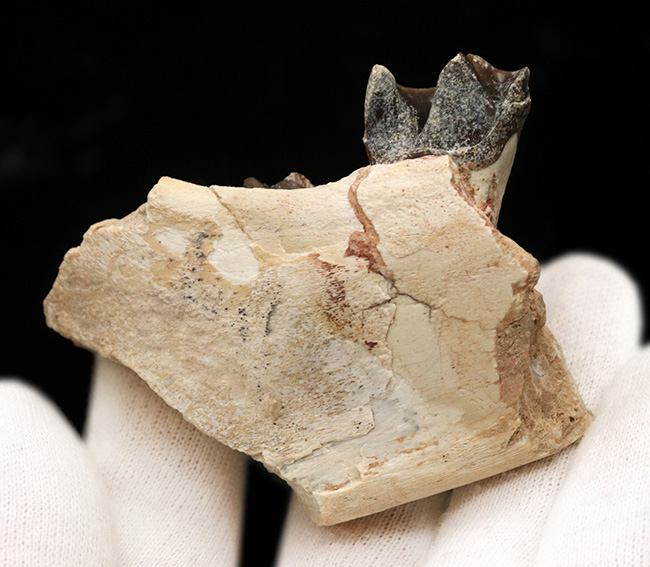 新生代の長期間、北米で大繁栄した小型のサイの仲間、ヒラコドン（Hyracodon）の顎付き歯化石（その6）
