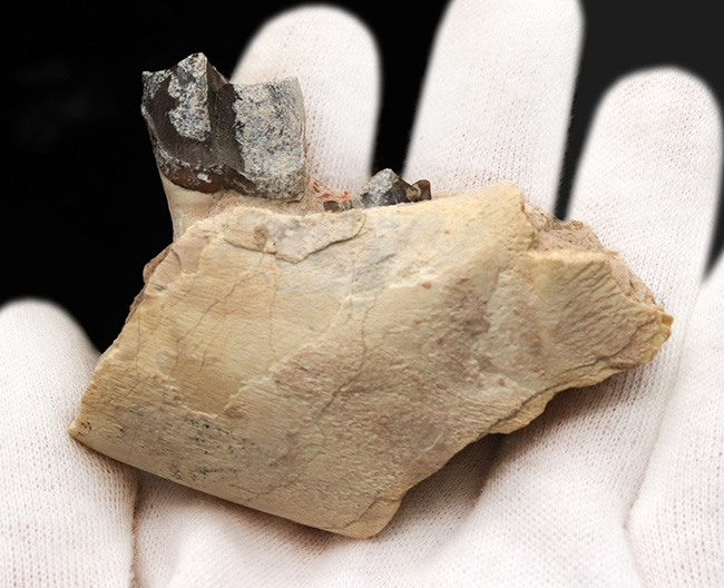 新生代の長期間、北米で大繁栄した小型のサイの仲間、ヒラコドン（Hyracodon）の顎付き歯化石（その7）