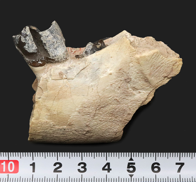 新生代の長期間、北米で大繁栄した小型のサイの仲間、ヒラコドン（Hyracodon）の顎付き歯化石（その8）
