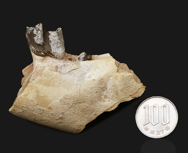 新生代の長期間、北米で大繁栄した小型のサイの仲間、ヒラコドン（Hyracodon）の顎付き歯化石（その9）