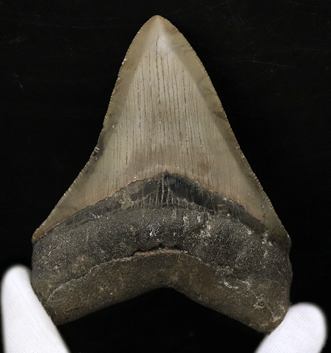 希少＆美品！オールナチュラルであることが確認されている、希少なメガロドン（Megalodon）の歯化石（その1）