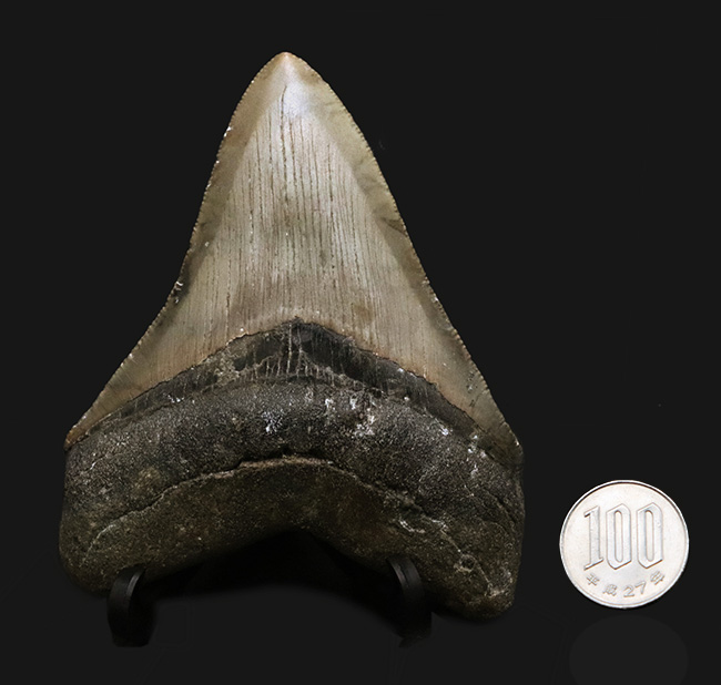 希少＆美品！オールナチュラルであることが確認されている、希少なメガロドン（Megalodon）の歯化石（その10）