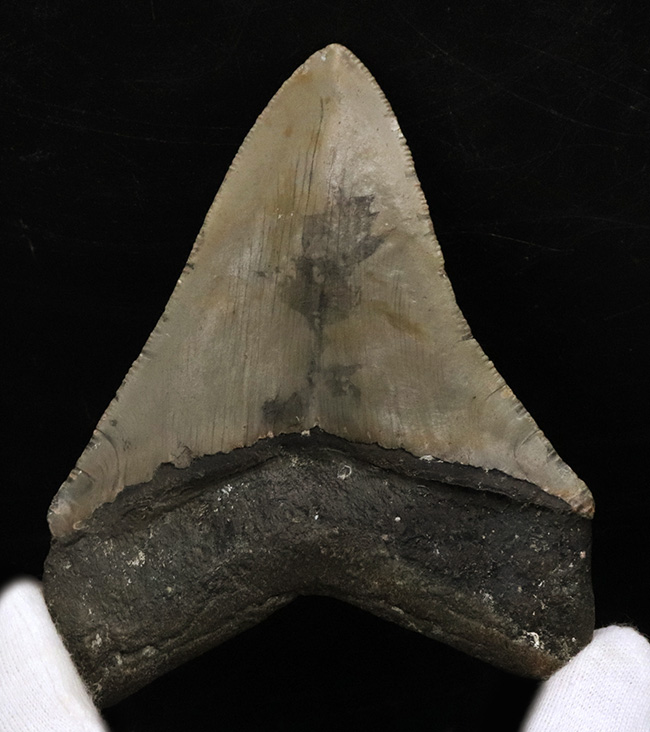 希少＆美品！オールナチュラルであることが確認されている、希少なメガロドン（Megalodon）の歯化石（その2）