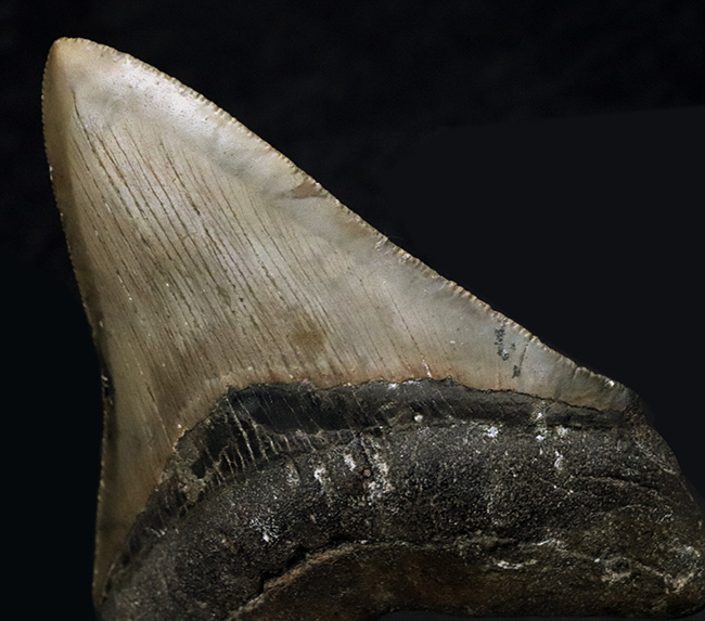 希少＆美品！オールナチュラルであることが確認されている、希少なメガロドン（Megalodon）の歯化石（その3）