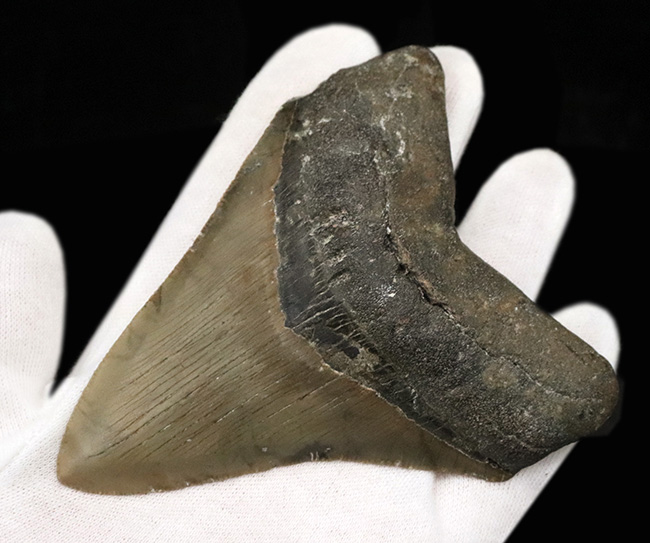 希少＆美品！オールナチュラルであることが確認されている、希少なメガロドン（Megalodon）の歯化石（その4）