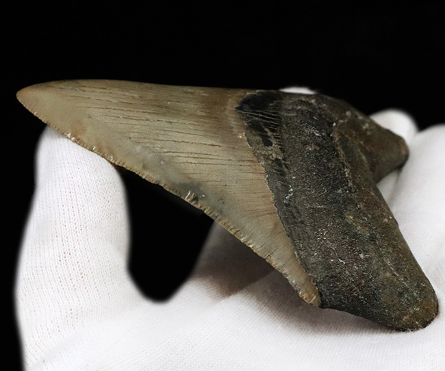 希少＆美品！オールナチュラルであることが確認されている、希少なメガロドン（Megalodon）の歯化石（その7）