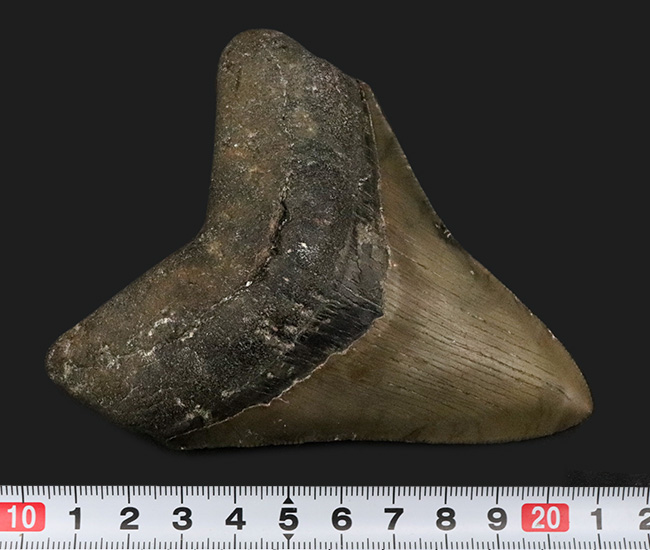 希少＆美品！オールナチュラルであることが確認されている、希少なメガロドン（Megalodon）の歯化石（その9）