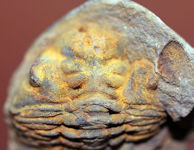 三葉虫 化石 ボリビア産 南アメリカ trilobite Bolivia三葉虫⑥ 経典