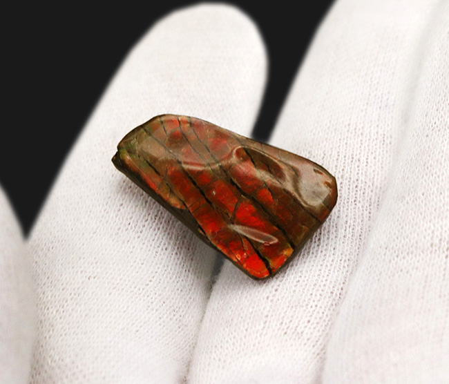 濃い赤を呈します！カナダ・アルバータ州で採取された宝石、アンモライト（Ammolite）を使ったピンブローチ（その3）