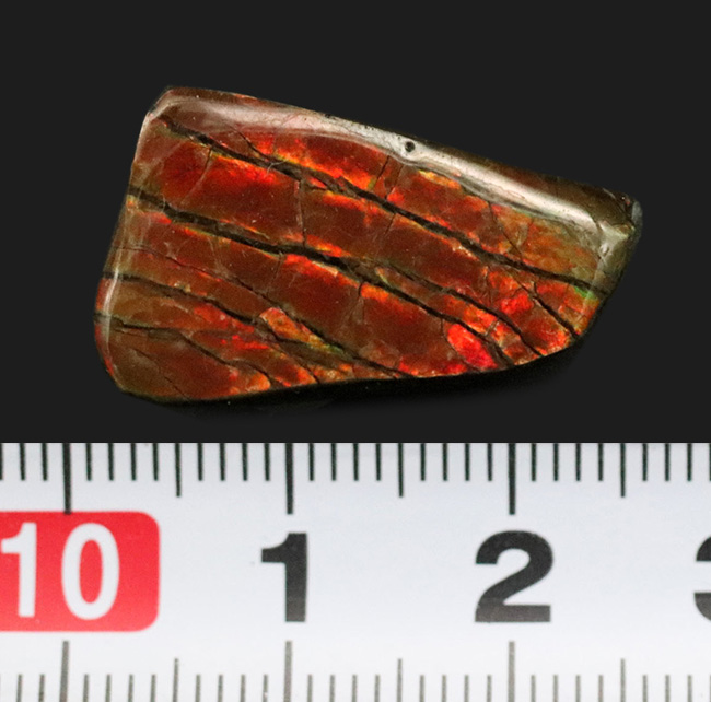 濃い赤を呈します！カナダ・アルバータ州で採取された宝石、アンモライト（Ammolite）を使ったピンブローチ（その5）