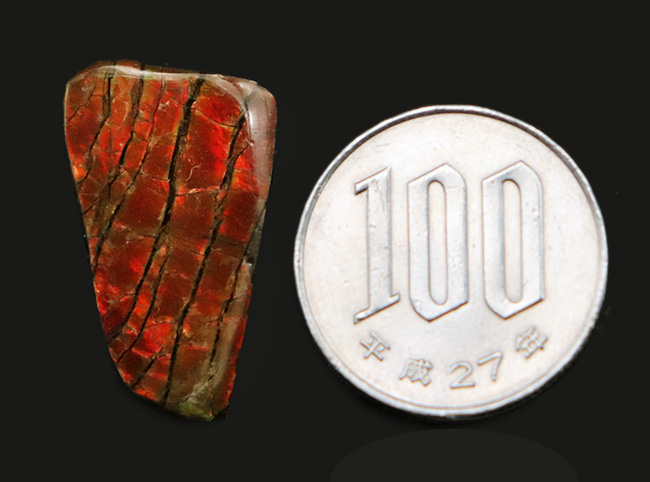 濃い赤を呈します！カナダ・アルバータ州で採取された宝石、アンモライト（Ammolite）を使ったピンブローチ（その6）