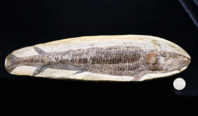 巨大な魚の化石　全長71㎝　重量7.4㎏　/　大型化石　古代魚
