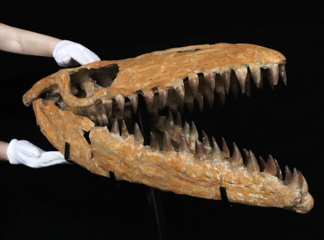 一生モノの宝物！これを超えるコレクションはあるか！？まさに博物館級、白亜紀末期の海の王者、モササウルスの本物の頭骨化石 海のモンスター 販売