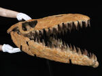 一生モノの宝物！これを超えるコレクションはあるか！？まさに博物館級、白亜紀末期の海の王者、モササウルスの本物の頭骨化石