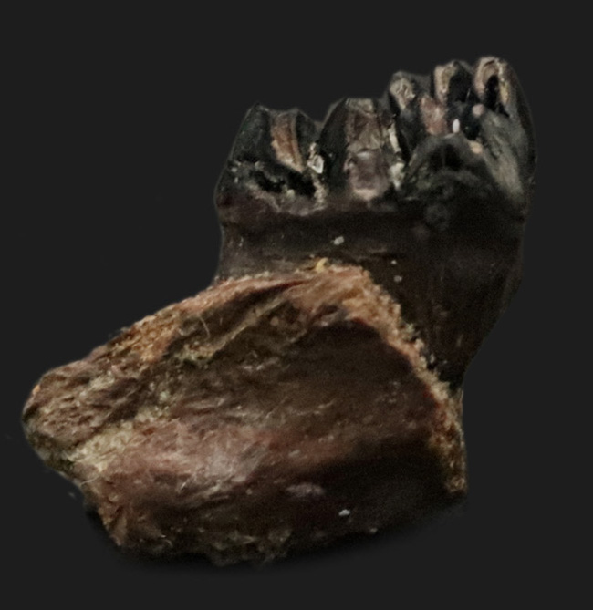 エクストリームレア！恐竜とともに北米を生きていた、極めて初期の哺乳類、メニスコエッソス・ロブスタス（Menissicoesus robustus）の歯化石（その1）