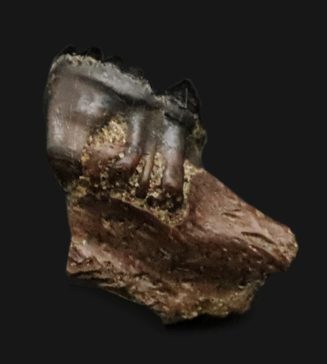 エクストリームレア！恐竜とともに北米を生きていた、極めて初期の哺乳類、メニスコエッソス・ロブスタス（Menissicoesus robustus）の歯化石（その2）