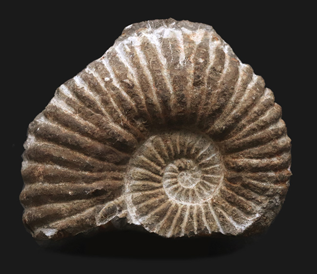 サービスプライスにてご提供！産地ともに不明ながらすこぶる保存状態に優れたアンモナイト（Ammonite）（その1）