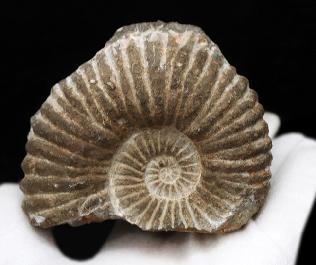 サービスプライスにてご提供！産地ともに不明ながらすこぶる保存状態に優れたアンモナイト（Ammonite）（その2）