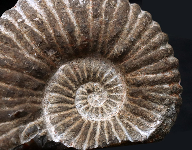 サービスプライスにてご提供！産地ともに不明ながらすこぶる保存状態に優れたアンモナイト（Ammonite）（その5）