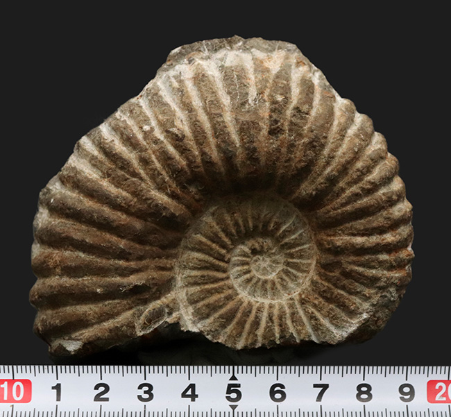 サービスプライスにてご提供！産地ともに不明ながらすこぶる保存状態に優れたアンモナイト（Ammonite）（その6）