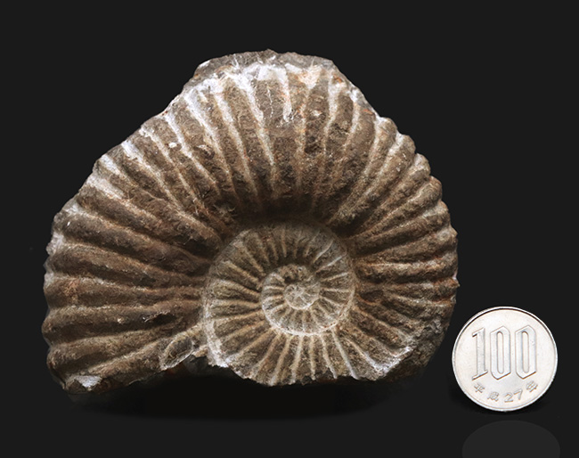 サービスプライスにてご提供！産地ともに不明ながらすこぶる保存状態に優れたアンモナイト（Ammonite）（その7）