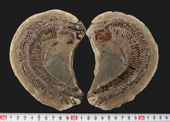 当日出荷 ブラジル・セアラ州産、一億数千万年前の獰猛な絶滅古代魚