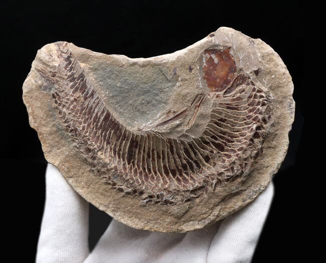 ヴィンクティフェル(Vinctifer) 古代魚化石-
