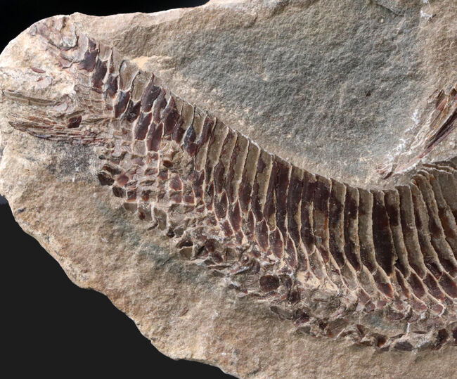 必見、鱗の保存状態！ネガ・ポジ揃った白亜紀ブラジル産の古代魚、ヴィンクティフェル（Vinctifer）の化石