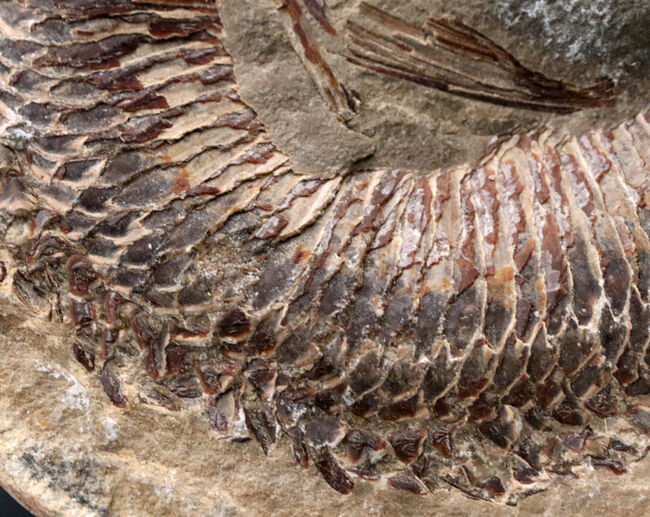 必見、鱗の保存状態！ネガ・ポジ揃った白亜紀ブラジル産の古代魚 