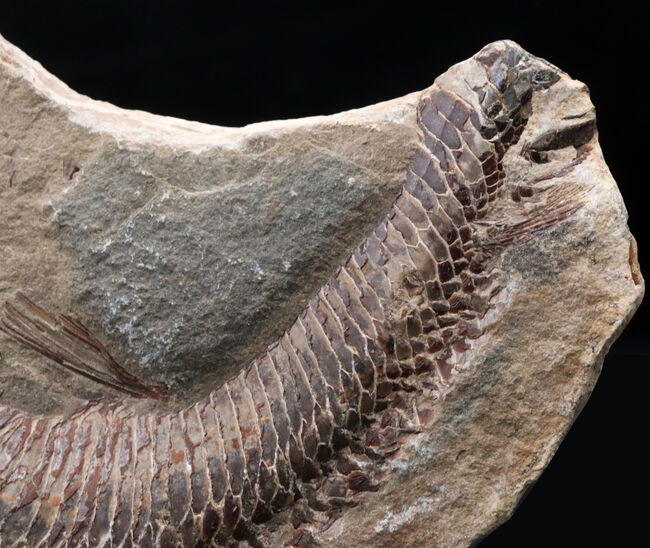 必見、鱗の保存状態！ネガ・ポジ揃った白亜紀ブラジル産の古代魚、ヴィンクティフェル（Vinctifer）の化石
