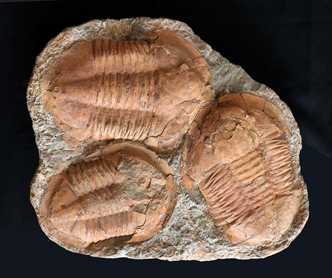 モロッコ産　　三葉虫化石 　Asapellus　a98114