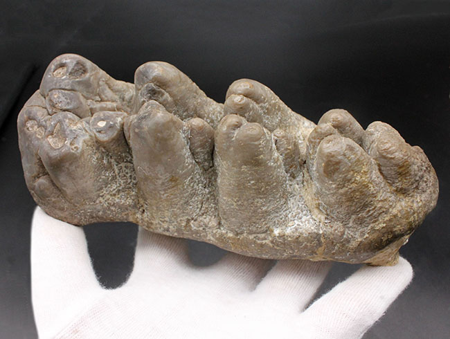 マストドン歯化石