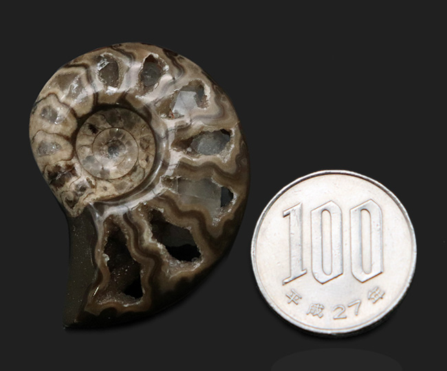 帽子、服、バッグ、スタイルやシーンに合わせてお使いください！北海道産アンモナイト（Ammonite）を使ったピンブローチ（その7）