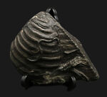黒色の大きな個体！イギリスのジュラ紀の地層から発見された、三角形の絶滅二枚貝、トリゴニア（Trigonia）の化石