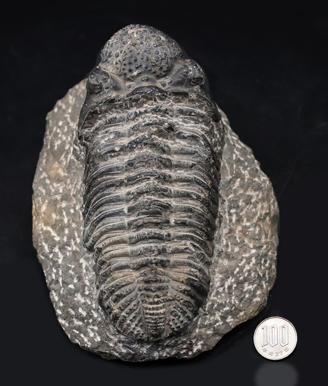 化石　骨格　標本　三葉虫　ファコプス　モロコプス