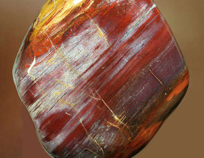 人気 珪化木石（木の化石の白）、上部に色のついたメノウ入り その他
