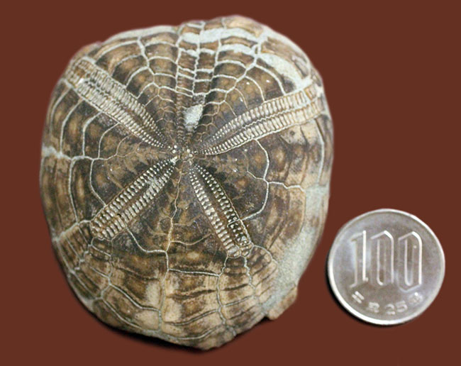 骨格 標本 ブンブク ウニ 生きた 化石 希少種 - 置物