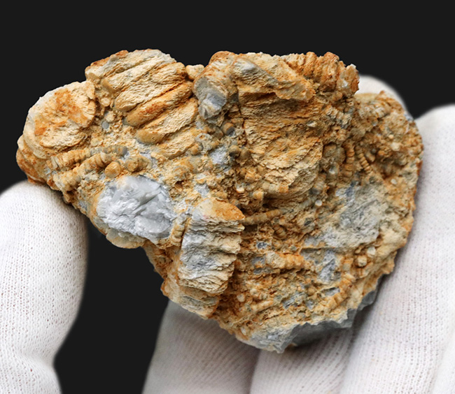 国産マニアックシリーズ！国内化石名産地の一つ、岐阜県金生山産のウミユリの部分化石