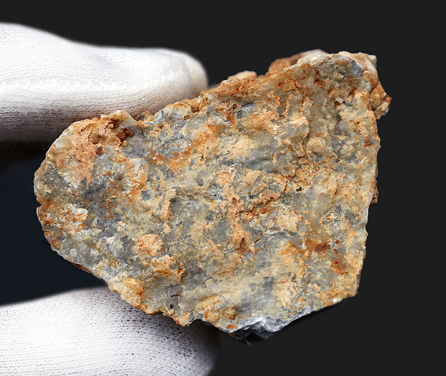 国産マニアックシリーズ！国内化石名産地の一つ、岐阜県金生山産のウミユリの部分化石