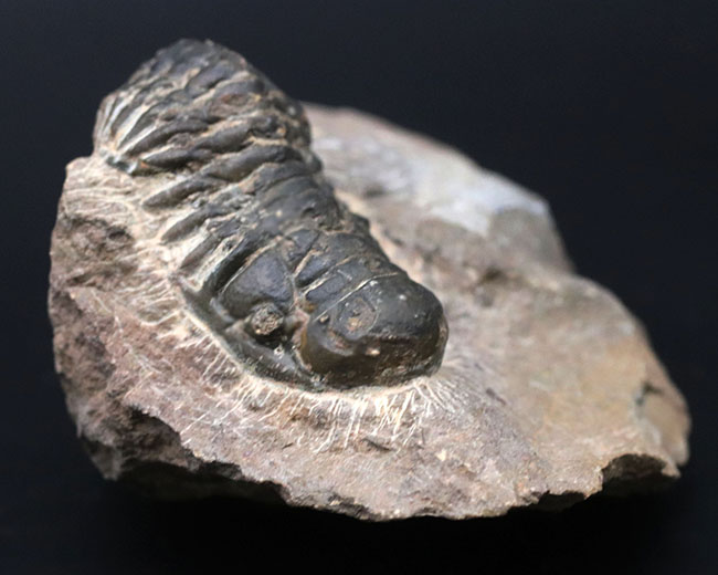 TRILOBITE 三葉虫　モロッコ化石