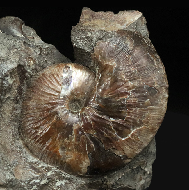 レア！アンモナイトコレクター必見！サウスダコタ州産のホプロスカフィテス（Hoploscaphites）の母岩付き標本（その2）