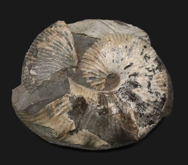 米国サウスダコタ州産のアンモナイト、スカフィテス（Scaphites）の化石