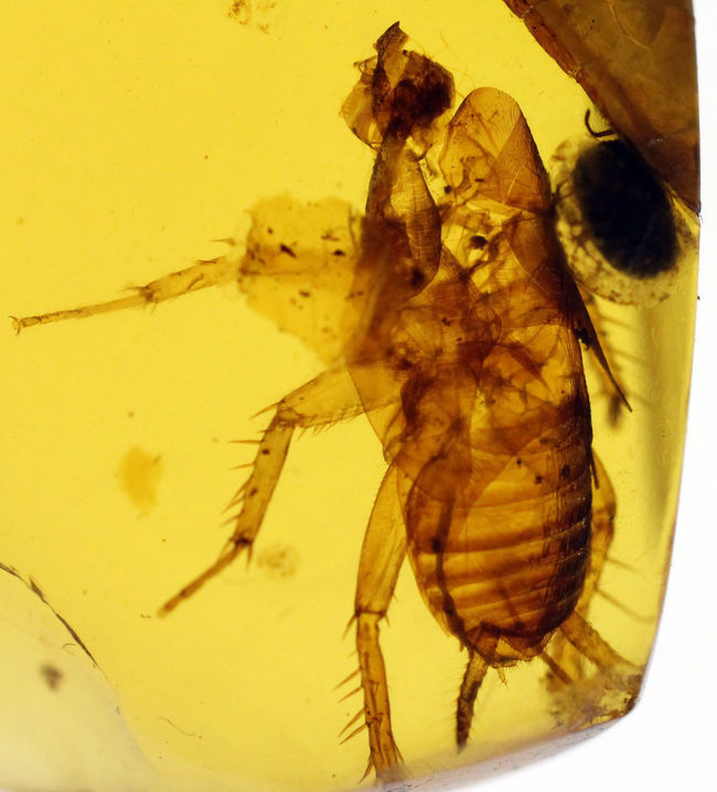 驚くべき保存状態 希少なビルマ琥珀 ゴキブリ類の幼虫が内包されたアンバー Amber 樹木の樹脂の化石 化石 販売