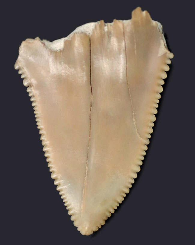 サメの歯化石 2.5kg 専用20221026 | kensysgas.com