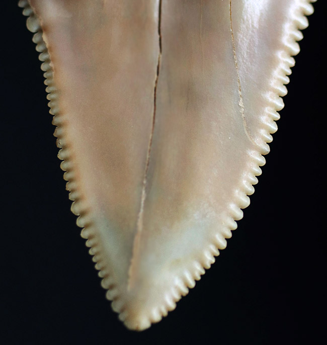 凄まじい保存状態！ナイフのようなセレーションが残存した、国産サメの歯化石。茨城県日立市産 サメ 販売